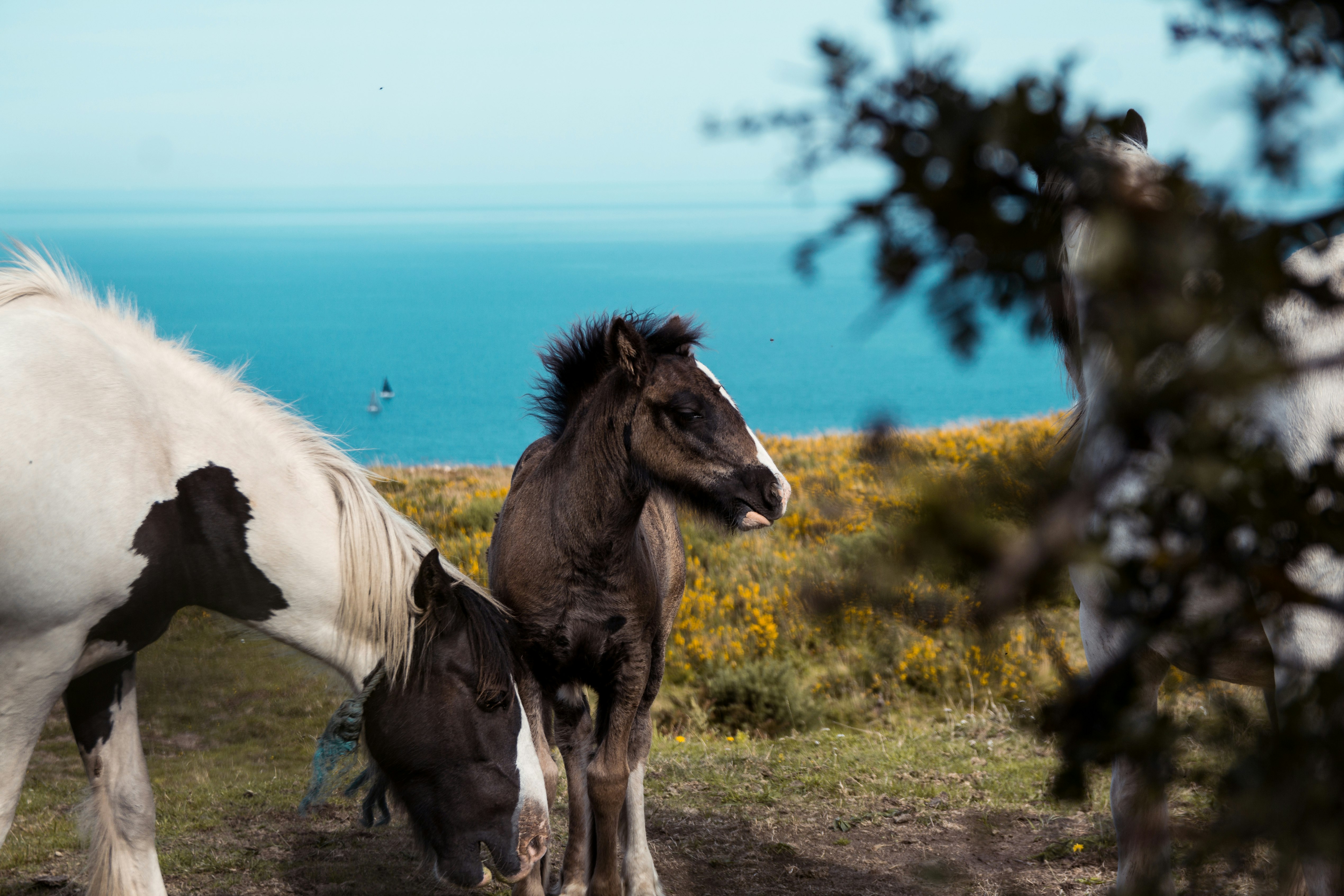 selective focus photography of white and gray horses eating grass during daytime